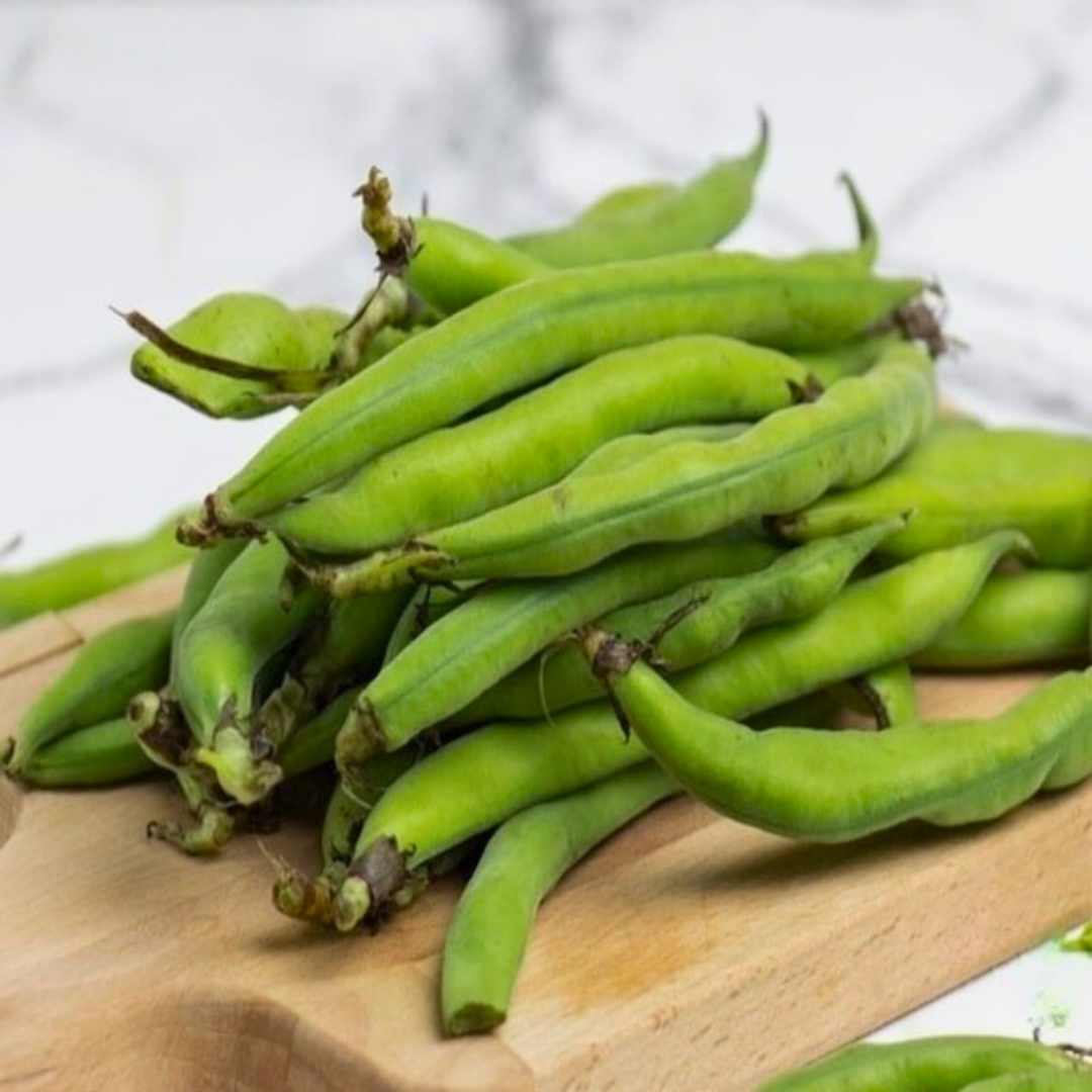 Bakla Tohumu - Yüksek Verimli | Taze ve Konservelik Kullanıma Uygun