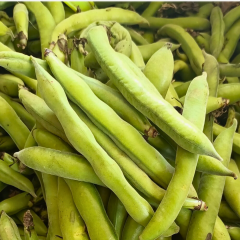 Bakla Tohumu - Yüksek Verimli | Taze ve Konservelik Kullanıma Uygun