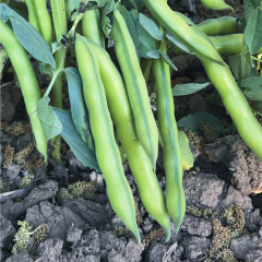 Bakla Tohumu - Yüksek Verimli | Taze ve Konservelik Kullanıma Uygun