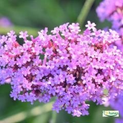 Deniz Lavantası Tohumu - Limonium ( Limonyum ) Çiçeği Pembe Renk