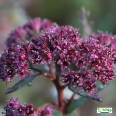 Deniz Lavantası Tohumu - Limonium ( Limonyum ) Çiçeği Pembe Renk
