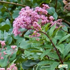 Deniz Lavantası Tohumu - Limonium ( Limonyum ) Çiçeği Pembe Renk