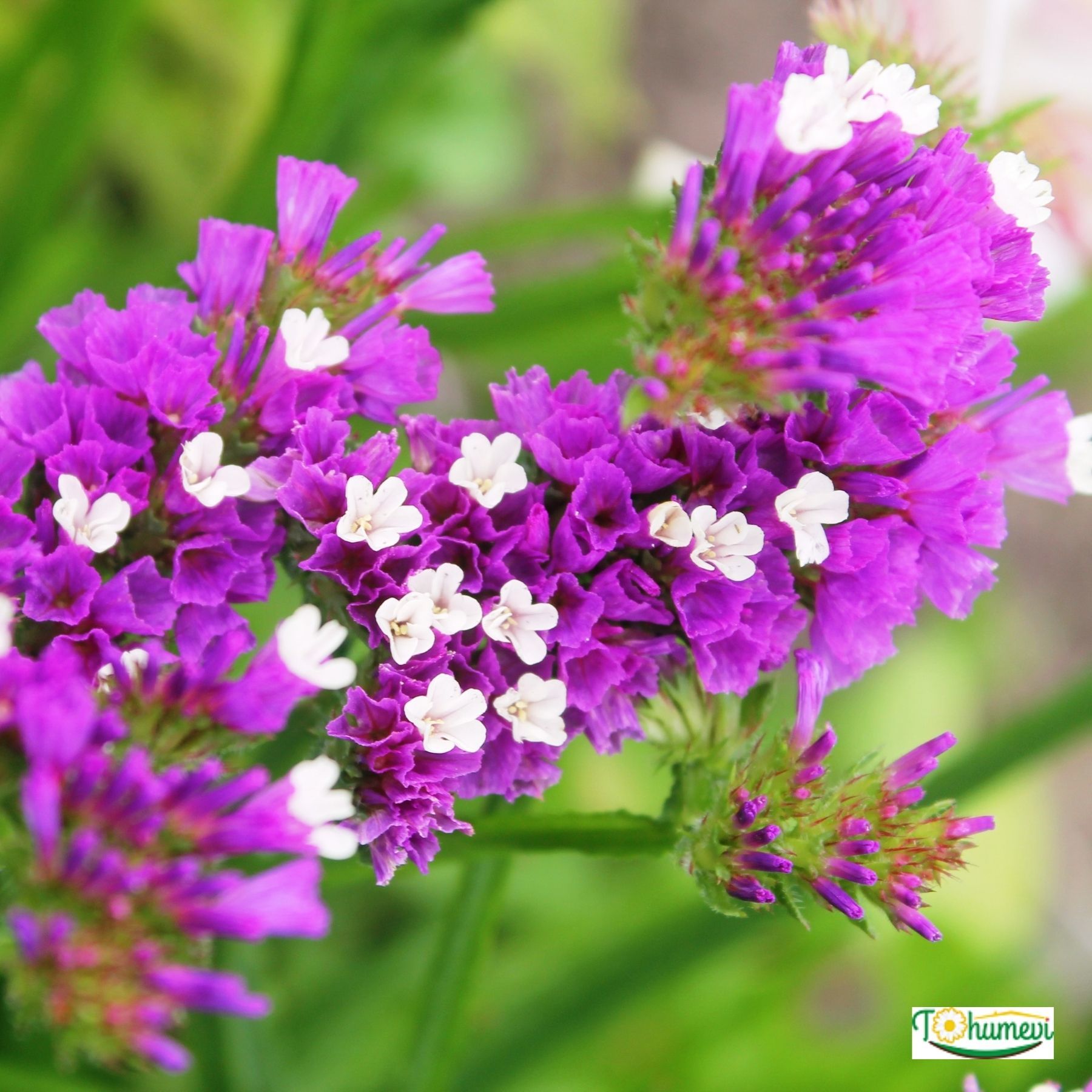 Deniz Lavantası Tohumu - Limonium ( Limonyum ) Çiçeği Pembe Renk