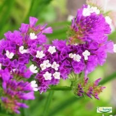 Deniz Lavantası Tohumu - Limonium ( Limonyum ) Çiçeği Pembe Renk