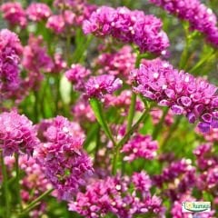 Deniz Lavantası Tohumu - Limonium ( Limonyum ) Çiçeği Pembe Renk