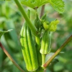 Standart Bamya Tohumu Geleneksel