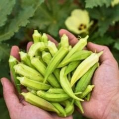 Standart Bamya Tohumu Geleneksel