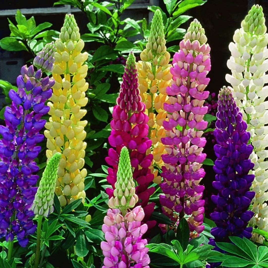 Lupine Çiçeği Tohumu – Gallery - Acı Bakla