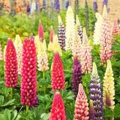 Lupine Çiçeği Tohumu – Gallery - Acı Bakla