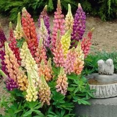 Lupine Çiçeği Tohumu – Gallery - Acı Bakla