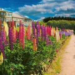 Lupine Çiçeği Tohumu – Gallery - Acı Bakla