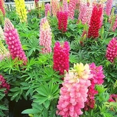 Lupine Çiçeği Tohumu – Gallery - Acı Bakla