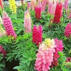 Lupine Çiçeği Tohumu – Gallery - Acı Bakla