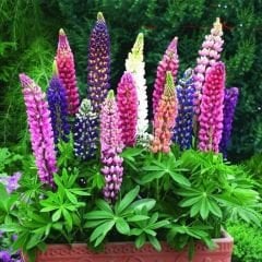 Lupine Çiçeği Tohumu – Gallery - Acı Bakla