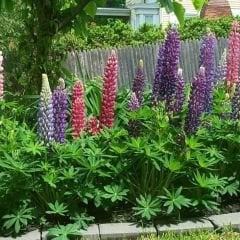 Lupine Çiçeği Tohumu – Gallery - Acı Bakla