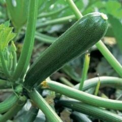 Kara Kabak Tohumu Geleneksel