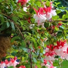 ﻿Küpe Çiçeği  Leonita Double Katlı Sarkan