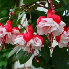 ﻿Küpe Çiçeği  Leonita Double Katlı Sarkan