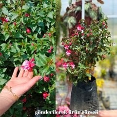 ﻿Küpe Çiçeği  Leonita Double Katlı Sarkan