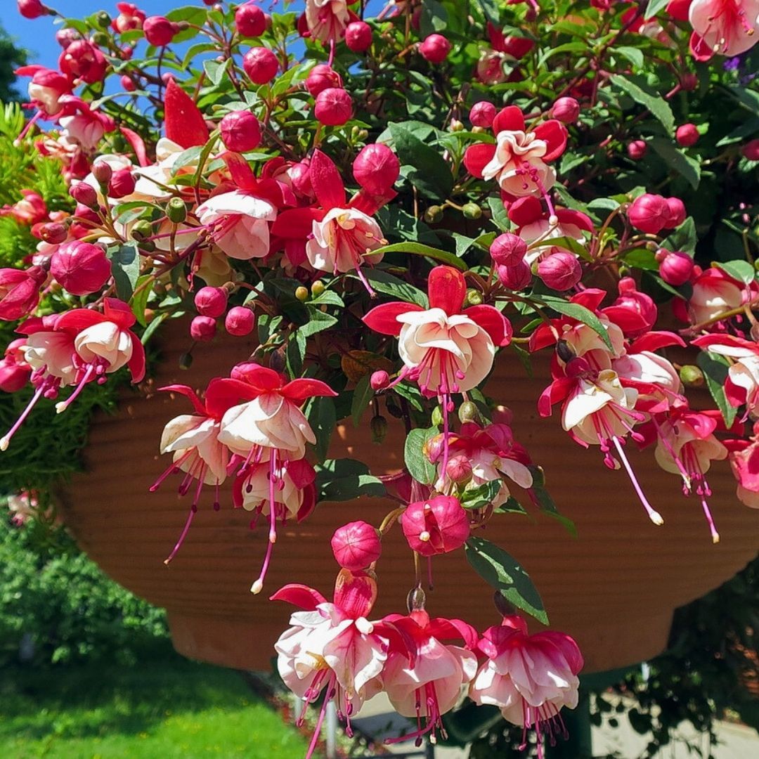 ﻿Küpe Çiçeği  Leonita Double Katlı Sarkan