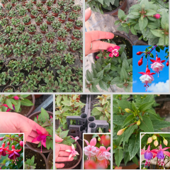 Küpe Çiçeği  Leonita Katlı Sarkan - 12 cm Saksıda Fide