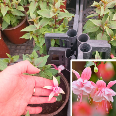 Küpe Çiçeği  Leonita Katlı Sarkan - 12 cm Saksıda Fide