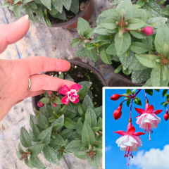 Küpe Çiçeği  Leonita Katlı Sarkan - 12 cm Saksıda Fide