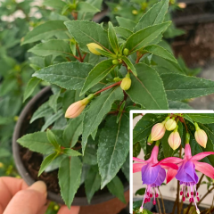 Küpe Çiçeği  Leonita Katlı Sarkan - 12 cm Saksıda Fide