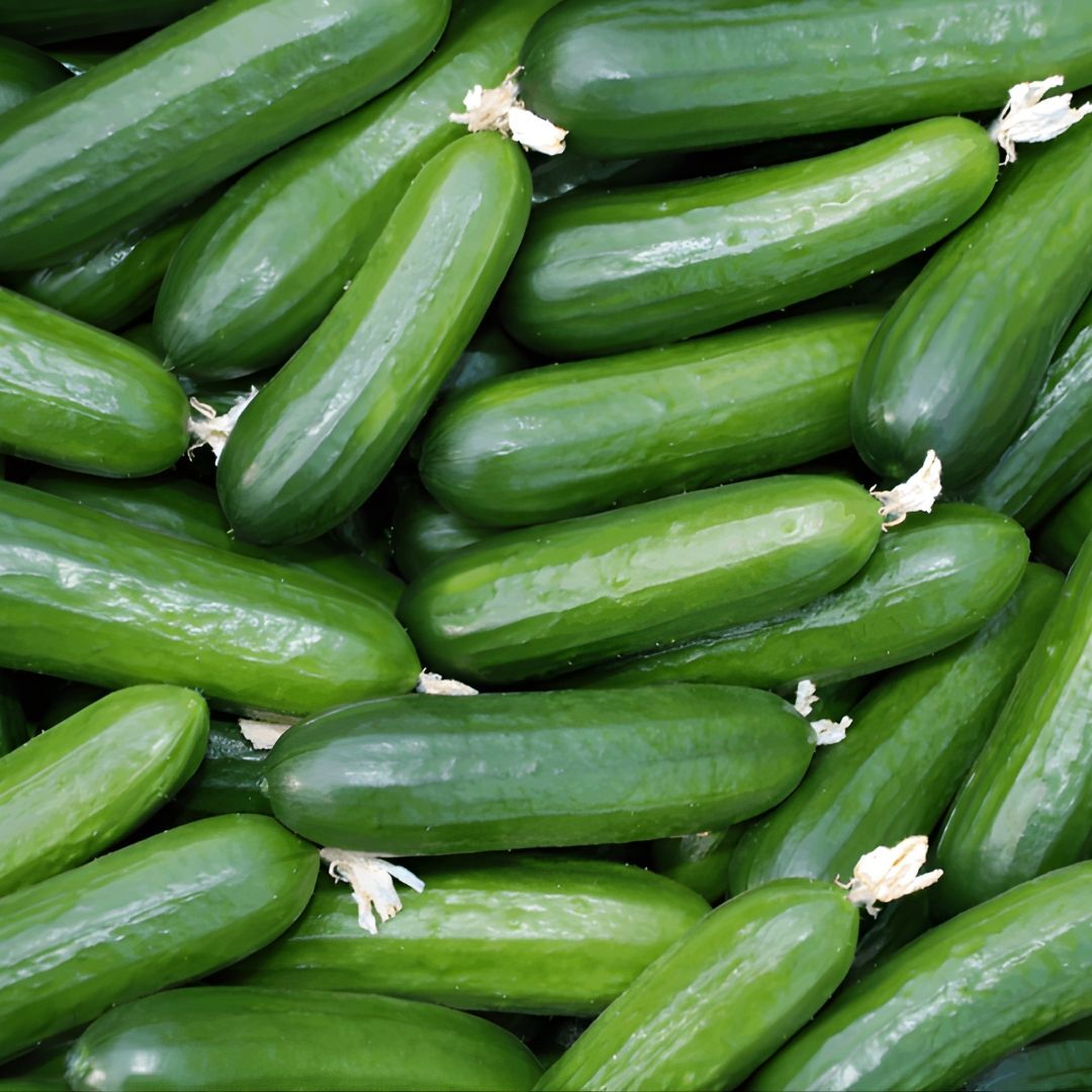 Salatalık Tohumu – Meram