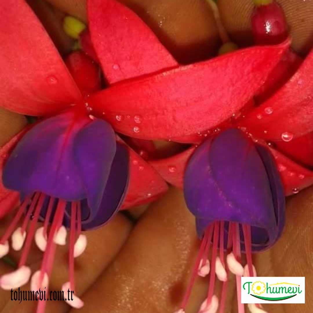 ﻿Küpe Çiçeği Saksıda – Fuchsia – Yalınkat