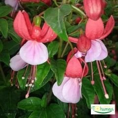 ﻿Küpe Çiçeği Saksıda – Fuchsia – Yalınkat