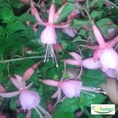 ﻿Küpe Çiçeği Saksıda – Fuchsia – Yalınkat