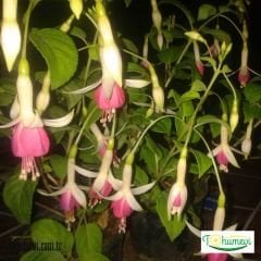 ﻿Küpe Çiçeği Saksıda – Fuchsia – Yalınkat