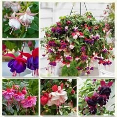 ﻿Küpe Çiçeği Fidesi – Fuchsia