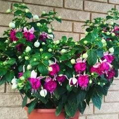 ﻿Küpe Çiçeği Fidesi – Fuchsia