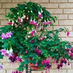 ﻿Küpe Çiçeği Fidesi – Fuchsia