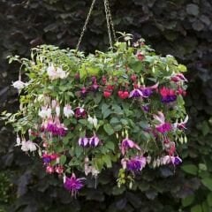 ﻿Küpe Çiçeği Fidesi – Fuchsia