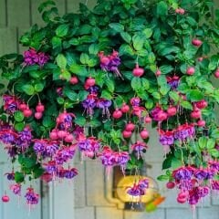 ﻿Küpe Çiçeği Fidesi – Fuchsia