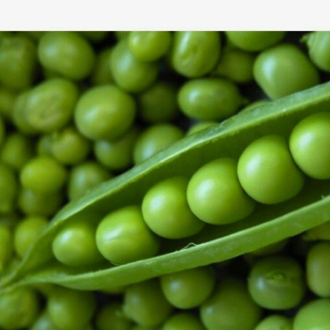 Bezelye Tohumu – Utrillo (Sofralık)