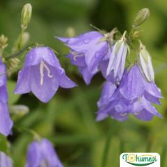 Blue King Mavi Çan Çiçeği Tohumu - Canpanulalatifolia