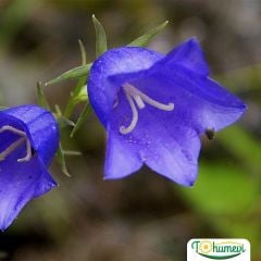 Blue King Mavi Çan Çiçeği Tohumu - Canpanulalatifolia