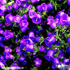 Blue King Mavi Çan Çiçeği Tohumu - Canpanulalatifolia