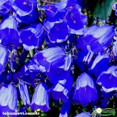 Blue King Mavi Çan Çiçeği Tohumu - Canpanulalatifolia