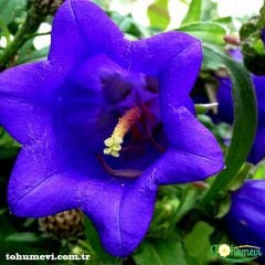 Blue King Mavi Çan Çiçeği Tohumu - Canpanulalatifolia
