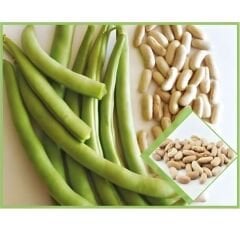 Fasulye Tohumu – 40 Günlük Amerikan Atlantis (Oturak)