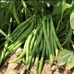 Fasulye Tohumu – 40 Günlük Amerikan Atlantis (Oturak)