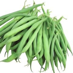 Fasulye Tohumu – 40 Günlük Amerikan Atlantis (Oturak)