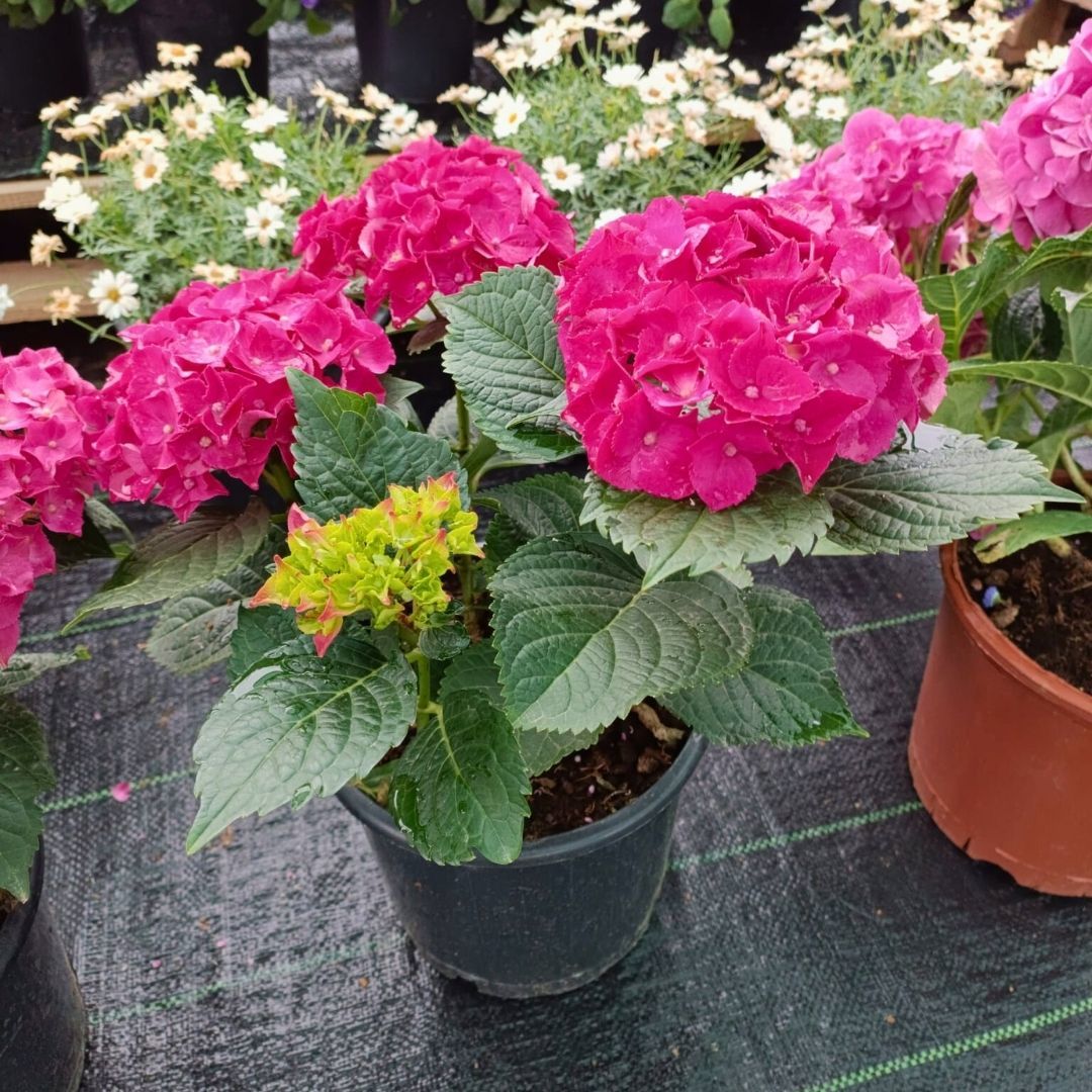 Ortanca Çiçeği Fuşya- Hydrangea Mocnophylla