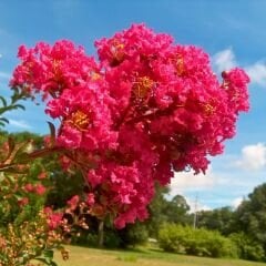 Oya Ağacı Fidanı – Logerotroimia