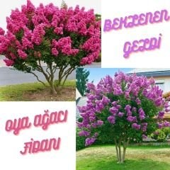 Oya Ağacı Fidanı – Logerotroimia